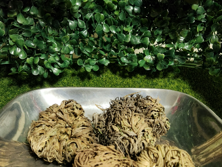 Rose of Jericho Online now